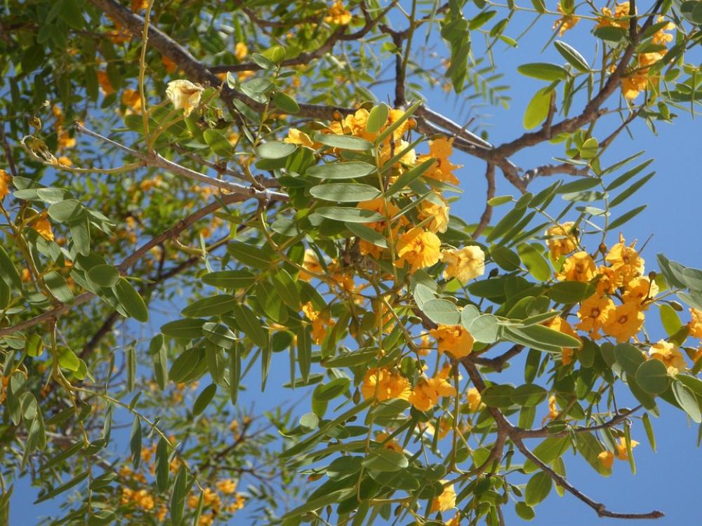 Sky Blossom Tree Branches Aesthetic Bloom Blossom Sky Blossom Tree Branches Aesthetic Bloom Blossom