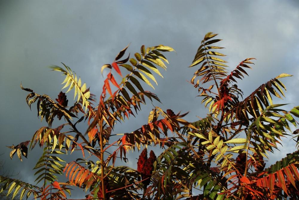 Sky Leaves Red Green Stormy Light Dawn Sky Leaves Red Green Stormy Light Dawn