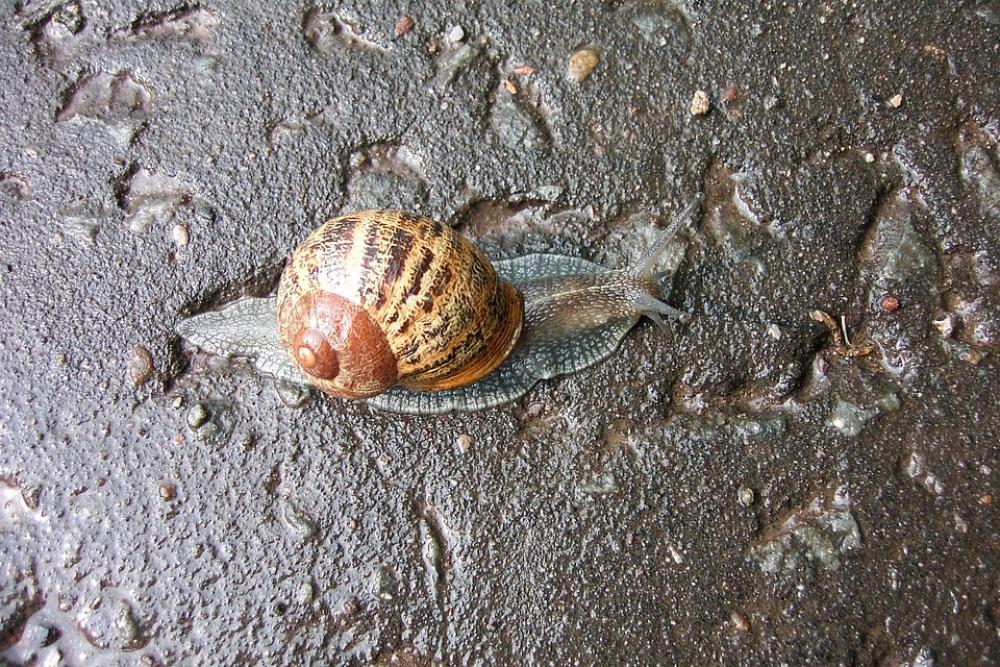 Slug Slow Animal Nature Snail Shell Brown Garden Slug Slow Animal Nature Snail Shell Brown Garden