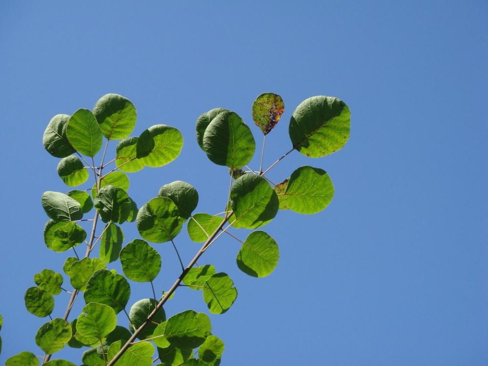 Smoketree Common Smoketree Blue Sky Green Leaves Smoketree Common Smoketree Blue Sky Green Leaves