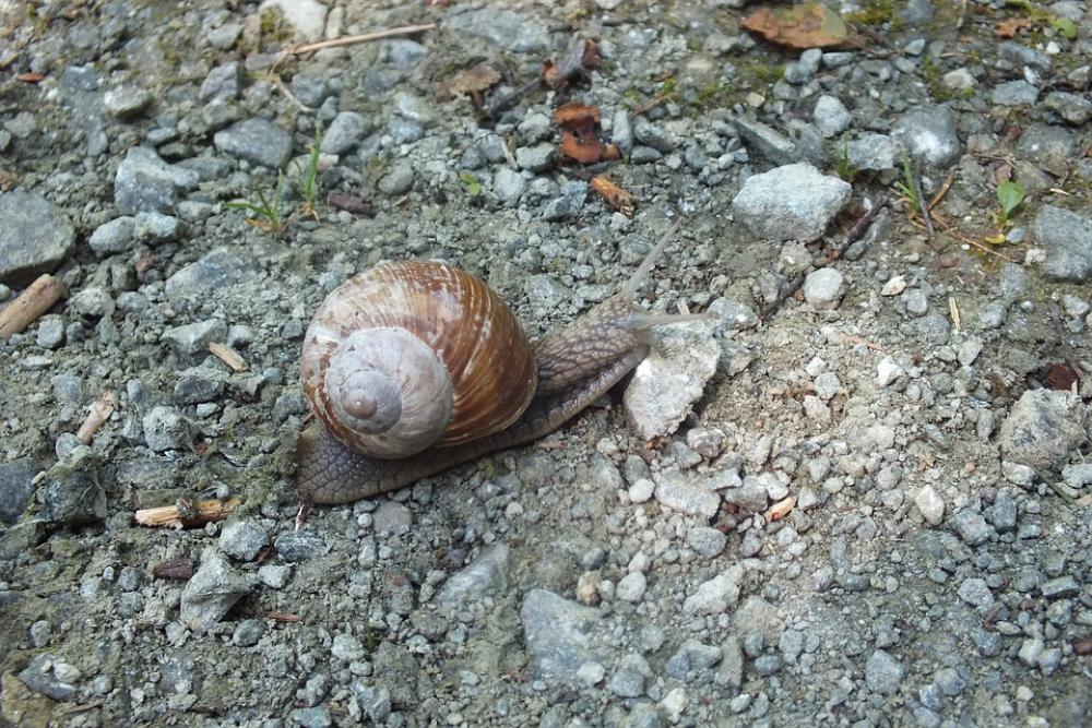 Snail Shell Animal Nature Snail Shell Animal Nature