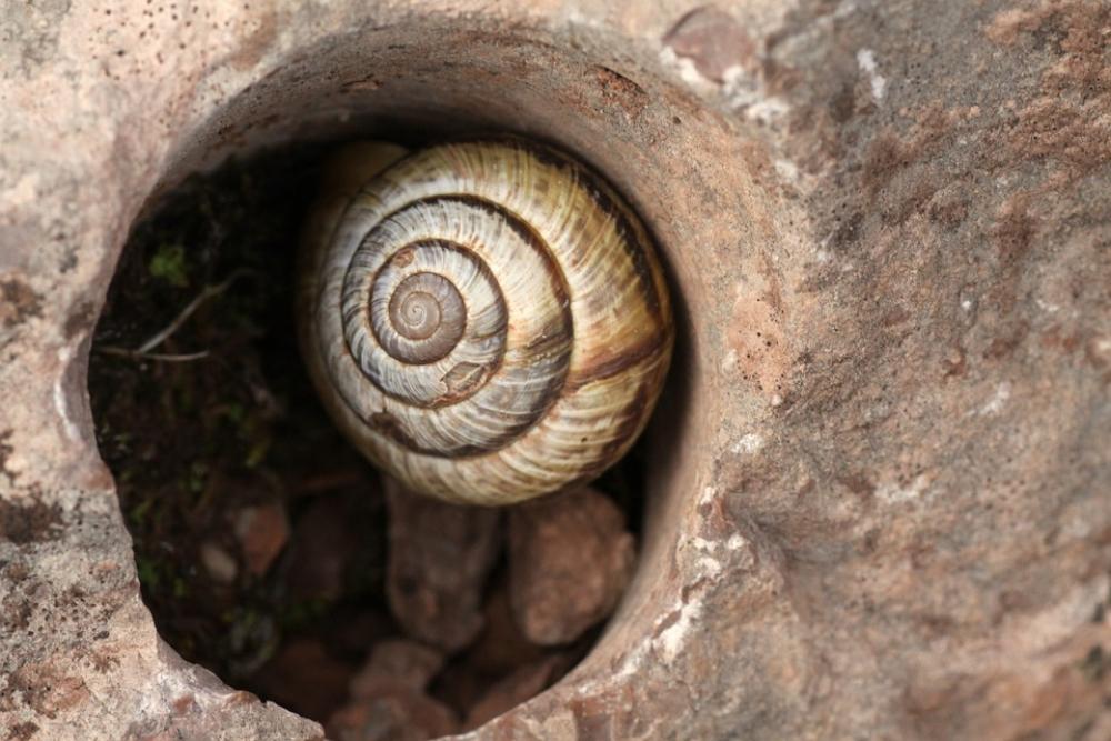Snail Nature Garden Snails Snail Nature Garden Snails