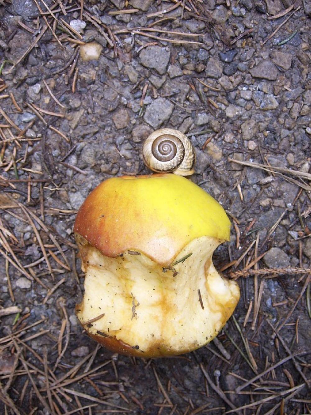 Snail Apple Nibbled On Food Fruit Snail Apple Nibbled On Food Fruit