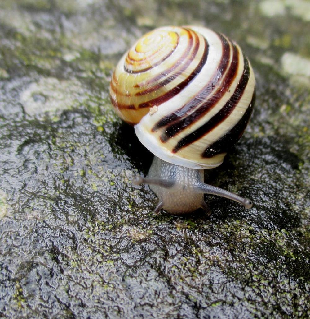 Snail Shell Spiral Mollusk Stone Rainy Weather Snail Shell Spiral Mollusk Stone Rainy Weather