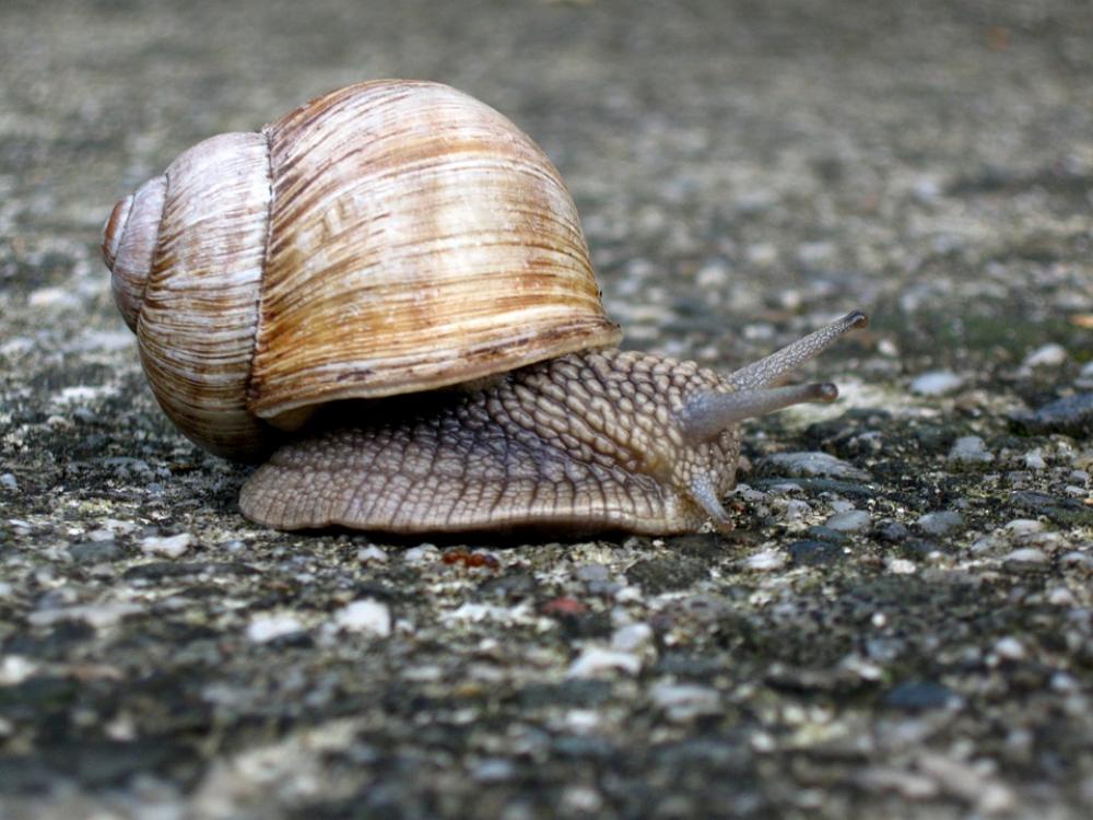Snail Animal Nature Crawl Snail Animal Nature Crawl