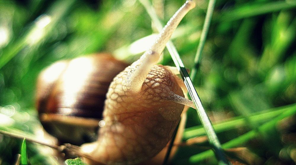 Snail Green Nature Animal Shell Macro Snail Green Nature Animal Shell Macro