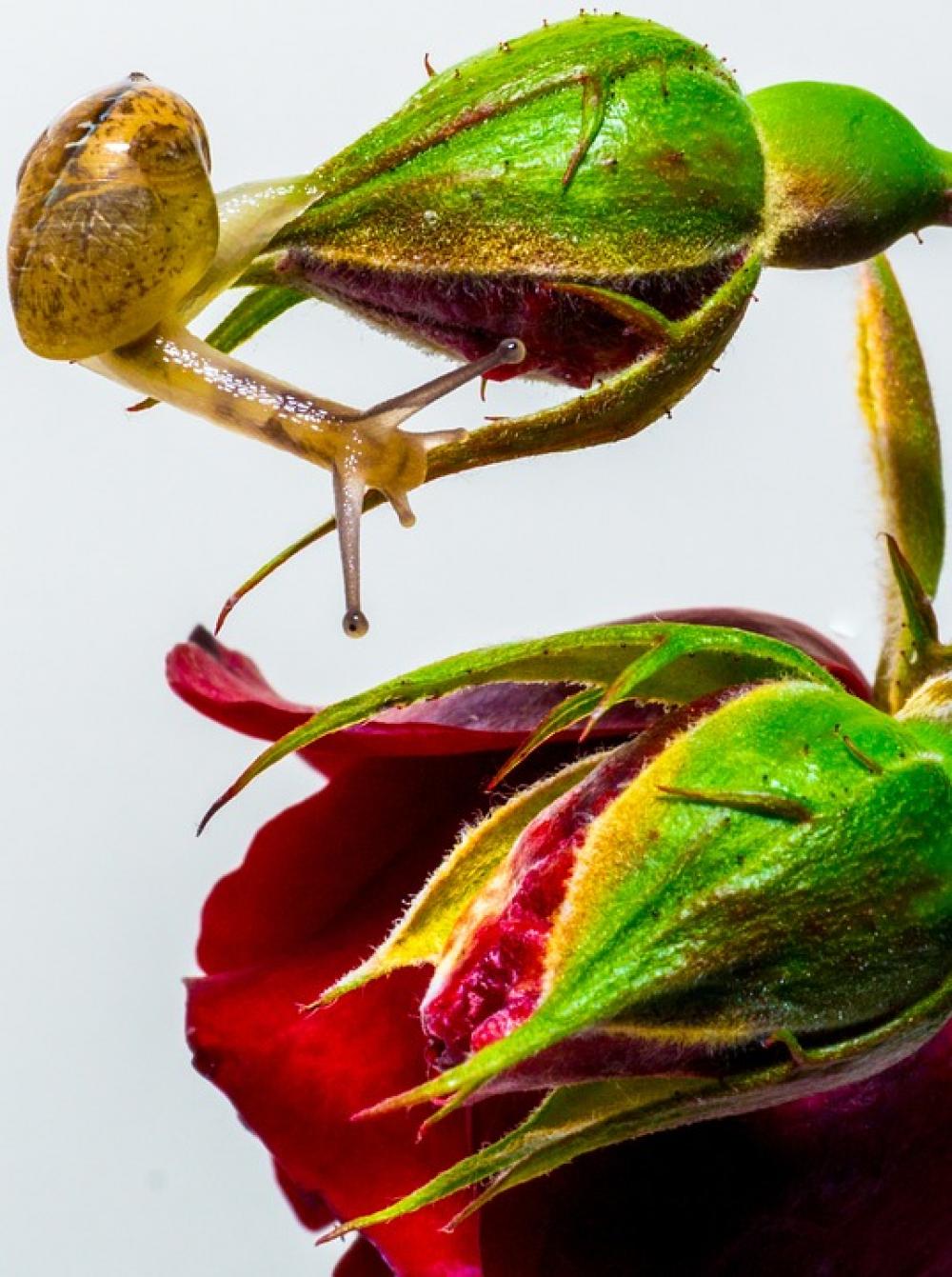 Snail Rose Exploring Nature Macro Plant Green Snail Rose Exploring Nature Macro Plant Green