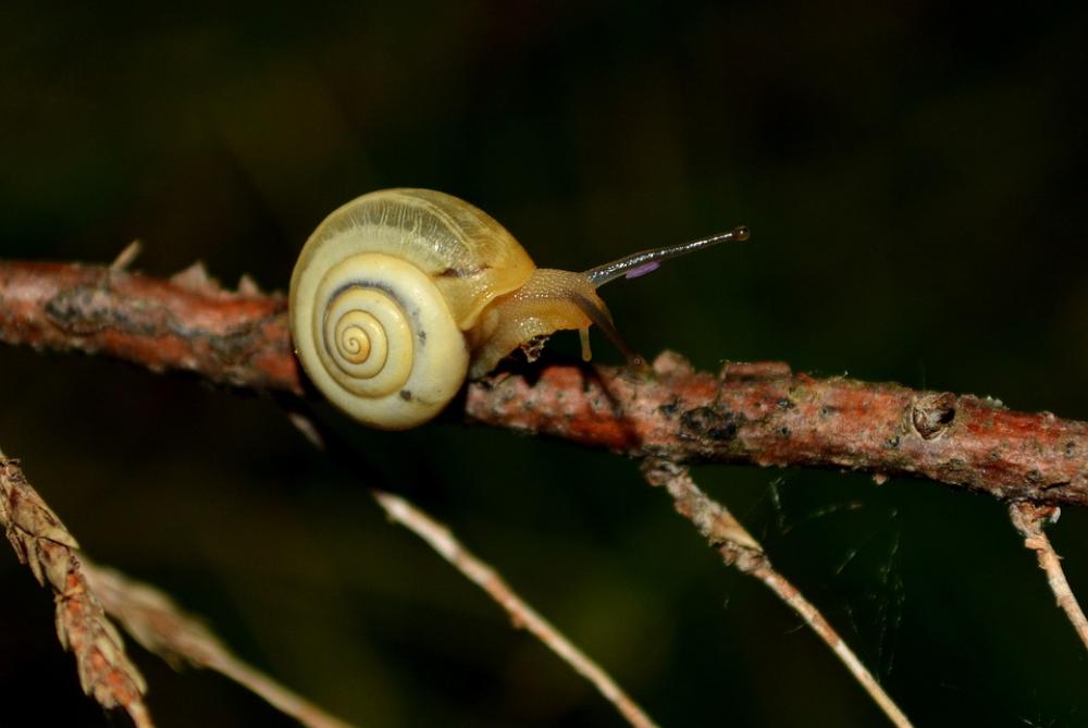 Snail Night Casey Snail Night Casey
