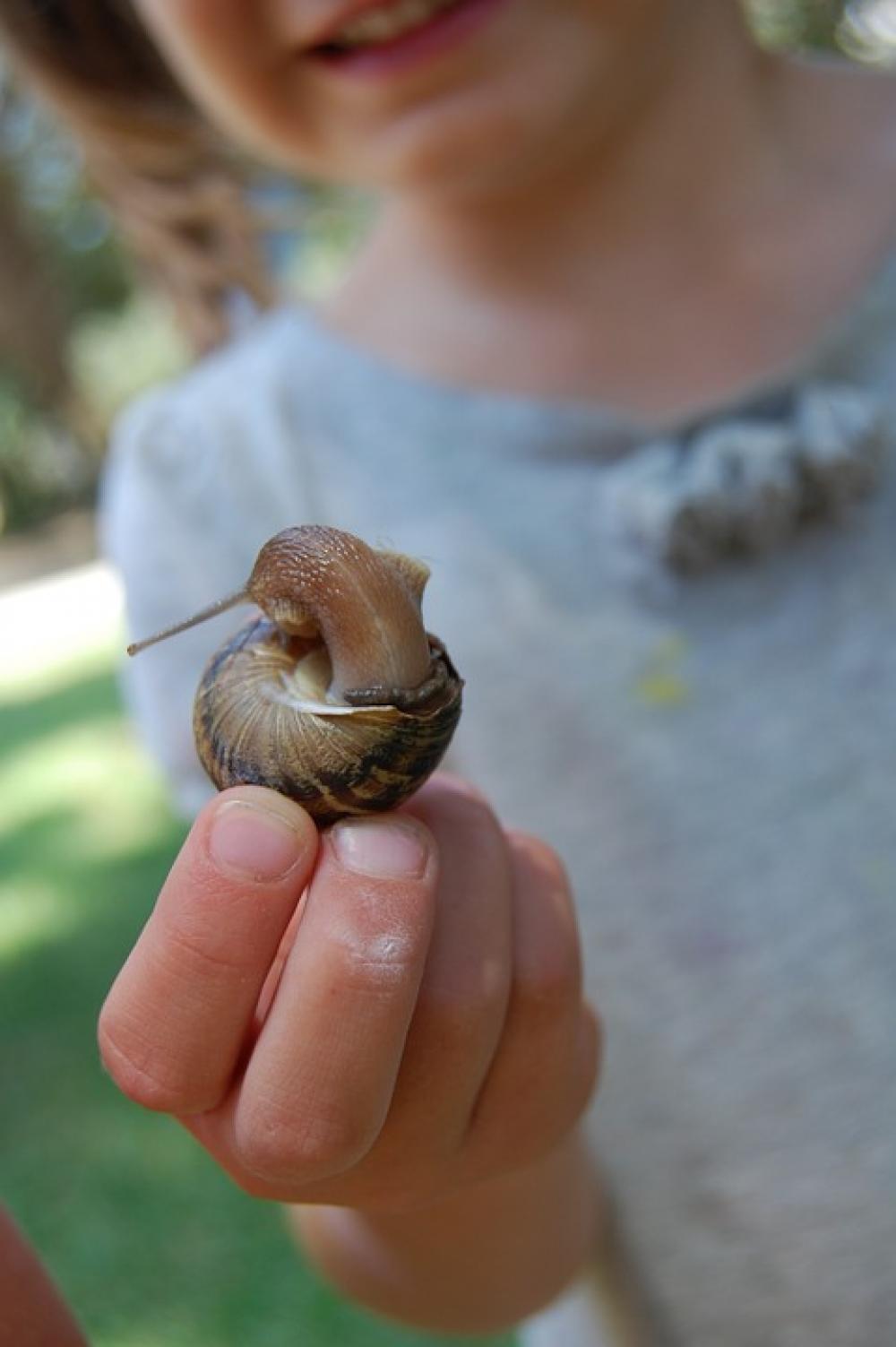 Snail Girl Hand Child Little Mollusk Slimy Snail Girl Hand Child Little Mollusk Slimy