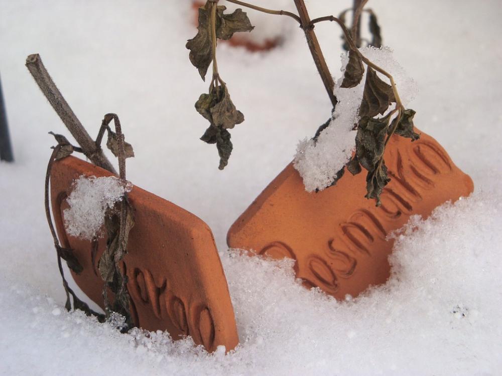 Snow Winter Snowed In Snow Winter Snowed In