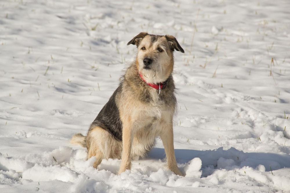 Snow Dog Winter White Animal Snow Dog Winter White Animal