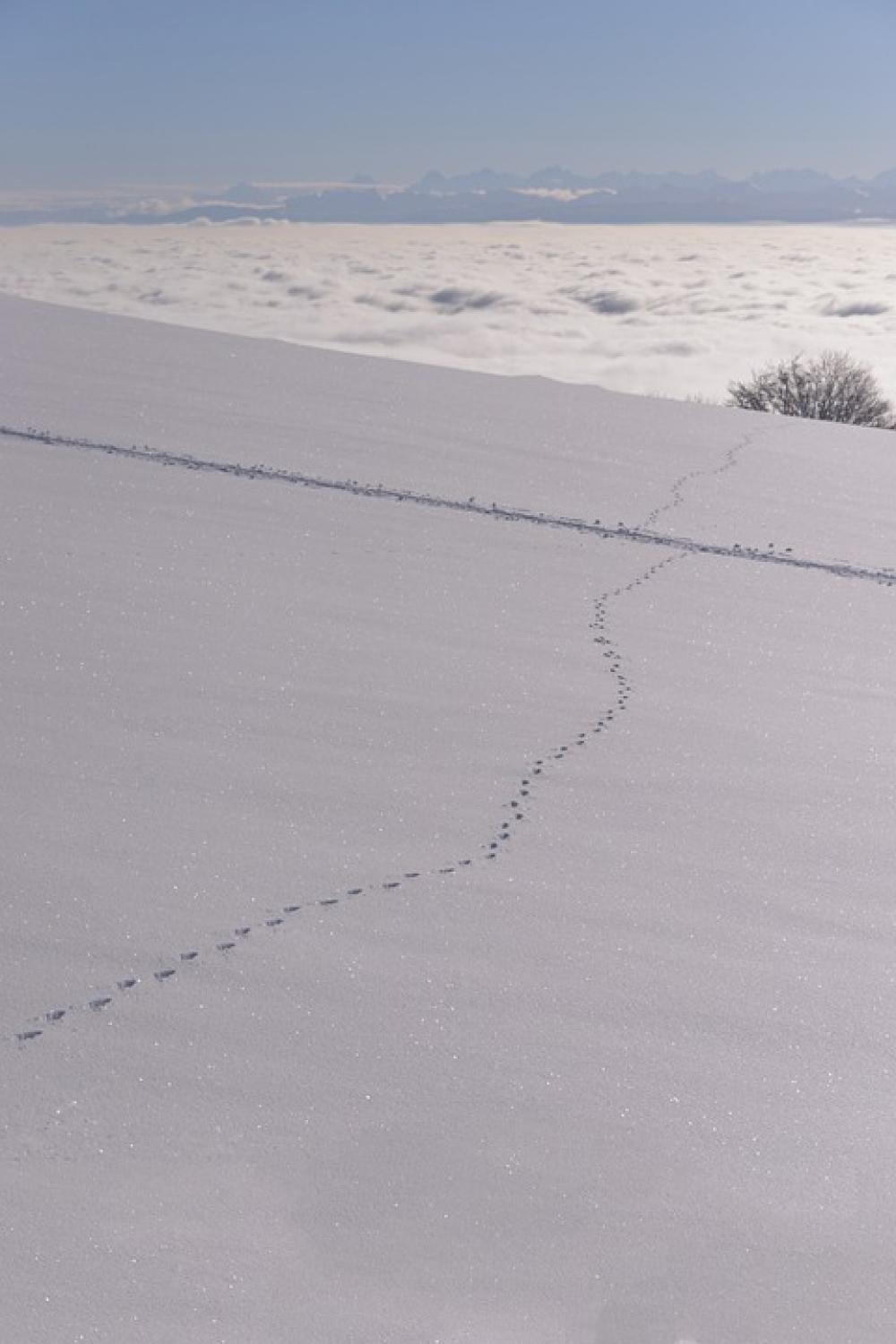Snow White Winter Mountains Landscape Jura Vaud Snow White Winter Mountains Landscape Jura Vaud