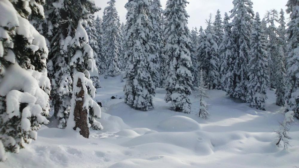 Snow Winter Forest Mountains Wintry Winter Magic Snow Winter Forest Mountains Wintry Winter Magic