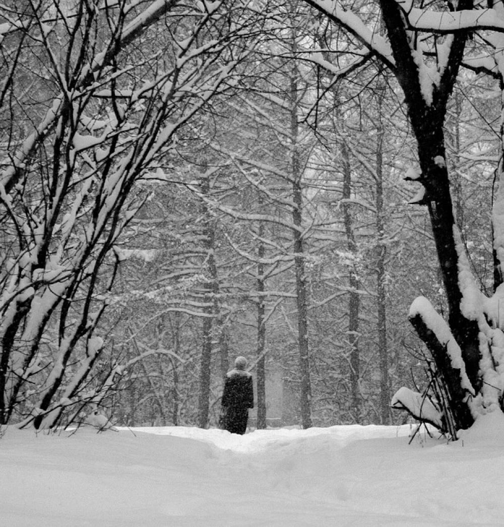 Snow Trees Branch Cold Forest Russia Winter Road Snow Trees Branch Cold Forest Russia Winter Road