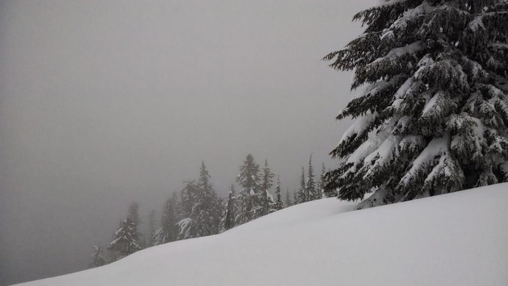 Snow Trees Forest Pine Winter Season Nature Cold Snow Trees Forest Pine Winter Season Nature Cold