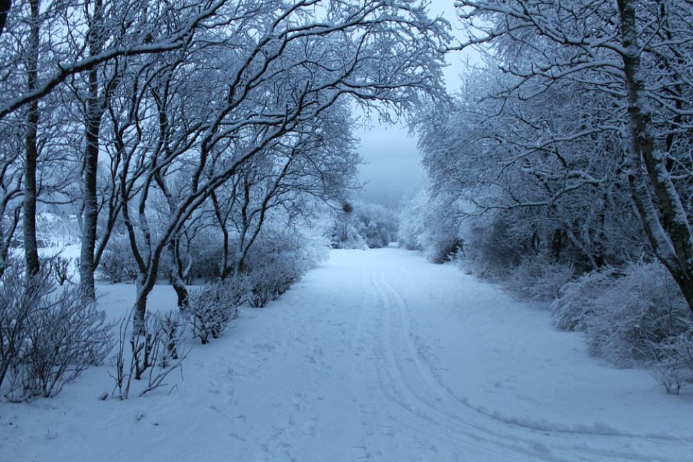 Snow Cold Tree Winter White Blue Nature Ice Snow Cold Tree Winter White Blue Nature Ice
