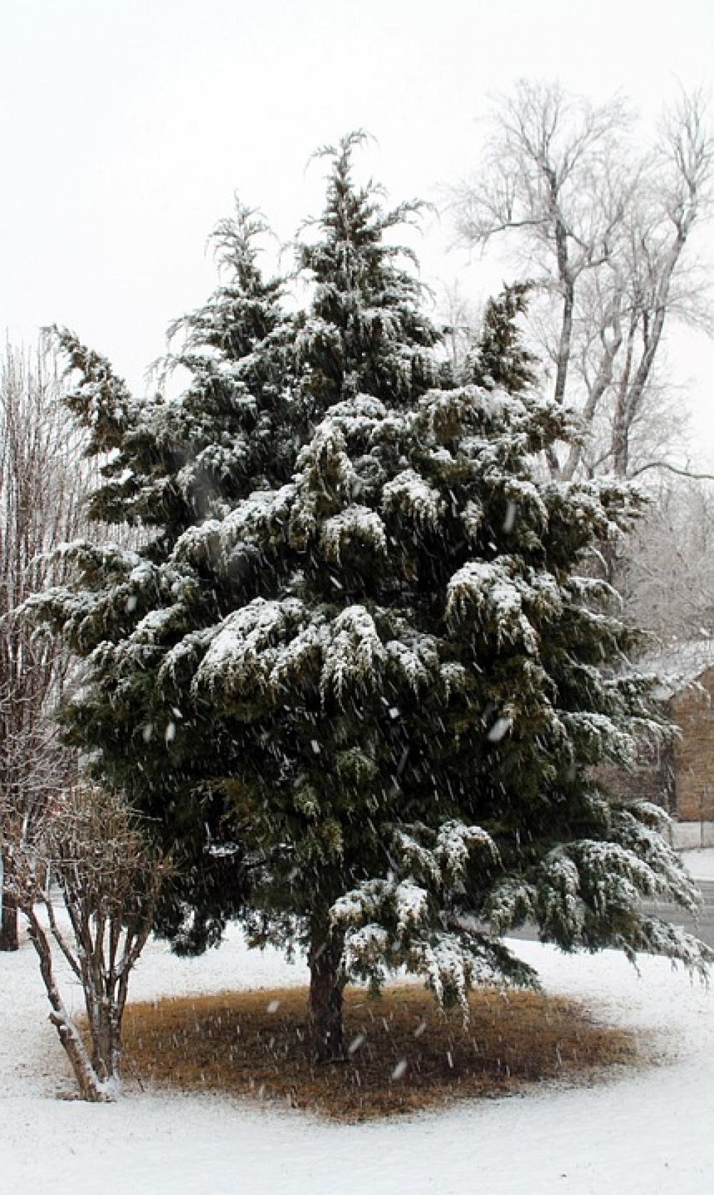 Snow Cedar Tree Winter Cold Midwest City Oklahoma Snow Cedar Tree Winter Cold Midwest City Oklahoma