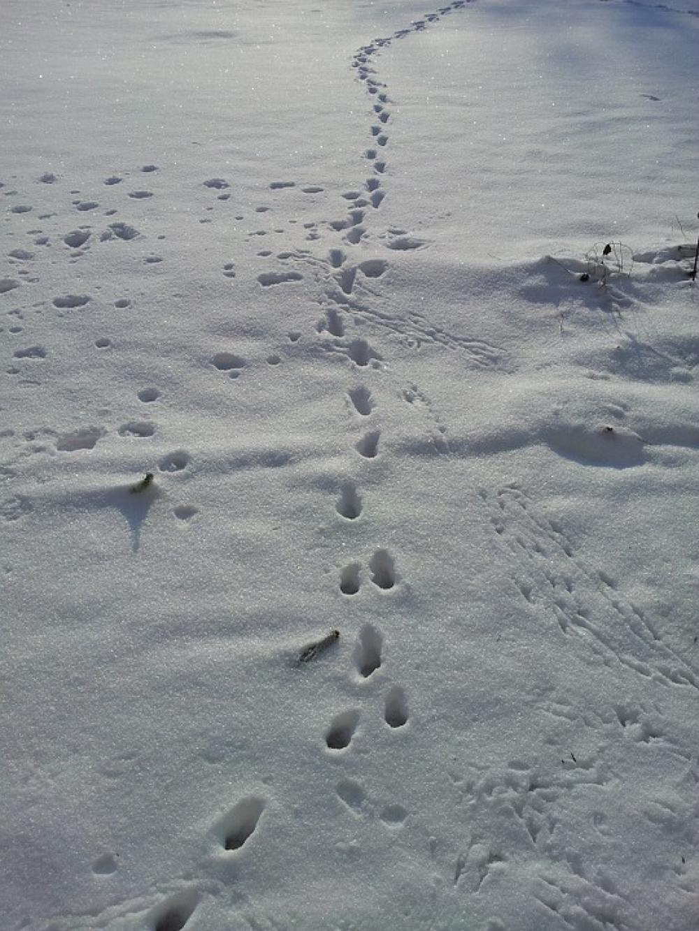 Snow Lane Tracks In The Snow Winter Footprints Snow Lane Tracks In The Snow Winter Footprints