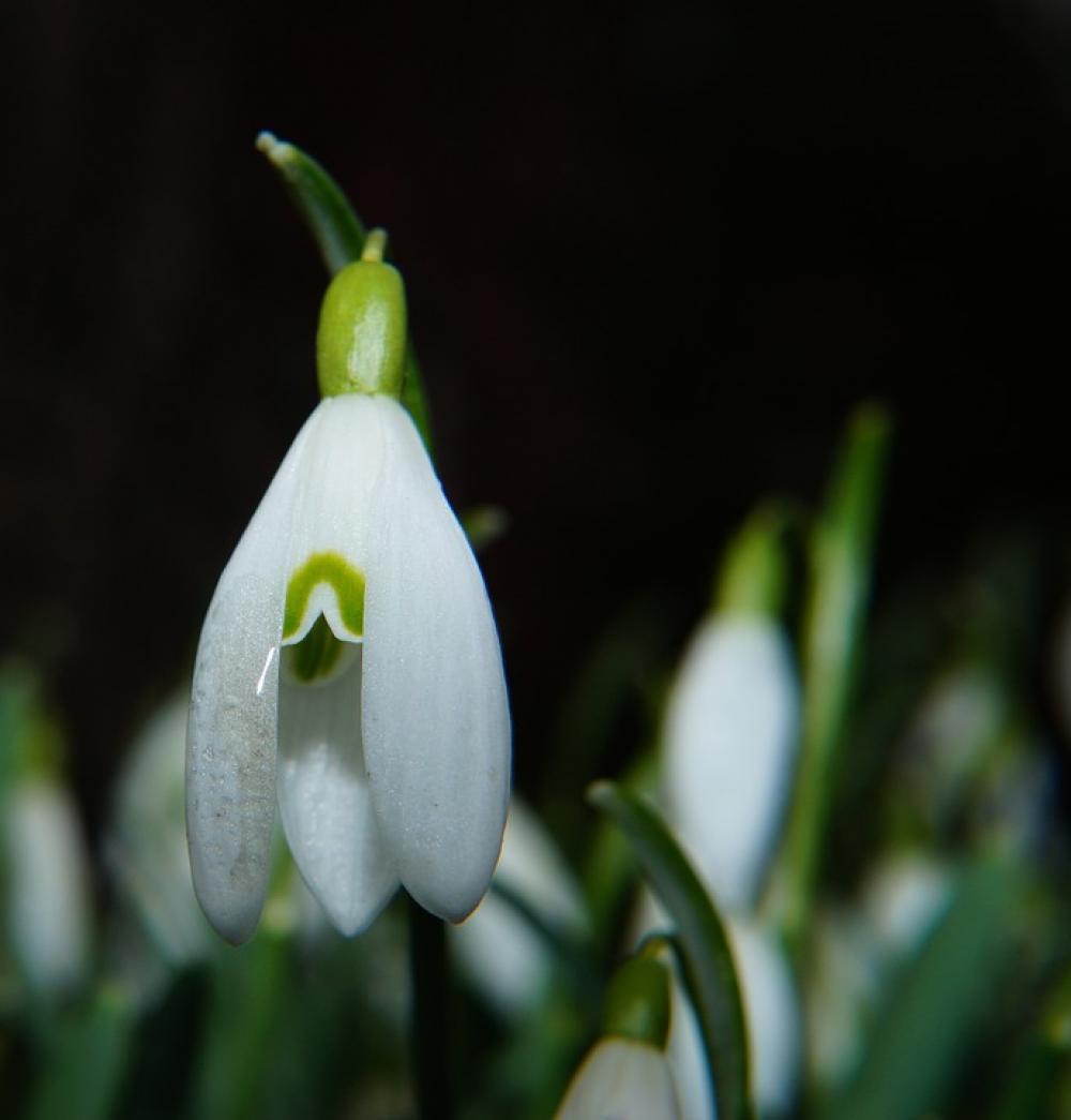 Snowdrop Spring Flower Blossom Bloom Green Macro Snowdrop Spring Flower Blossom Bloom Green Macro