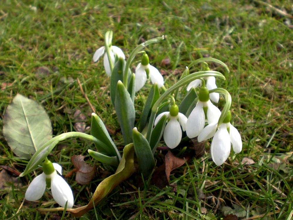Snowdrop Spring Spring Flower White Flowers Snowdrop Spring Spring Flower White Flowers