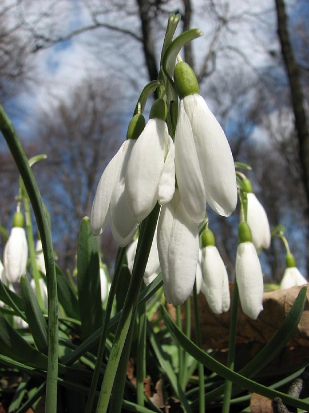Snowdrop Spring Flower Spring Flowers Nature Snowdrop Spring Flower Spring Flowers Nature