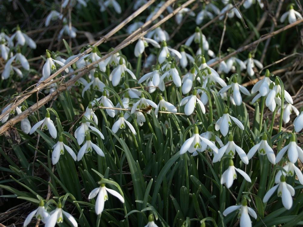 Snowdrop Snowflake White Green Blossom Bloom Snowdrop Snowflake White Green Blossom Bloom