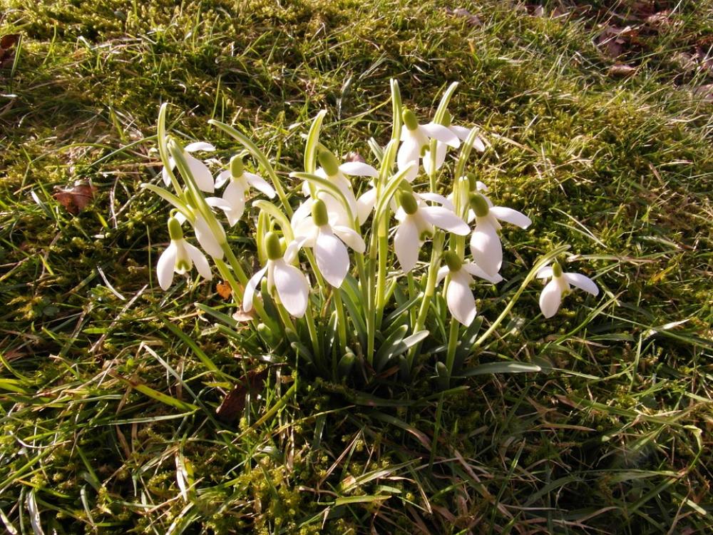 Snowdrop Spring March Blossom Bloom Snowdrop Spring March Blossom Bloom