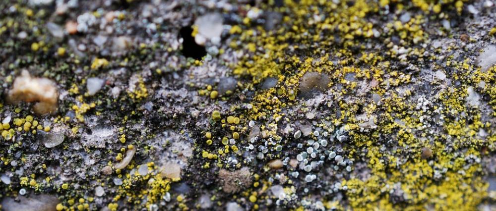Soil Lichen Sand Earth Soil Lichen Sand Earth