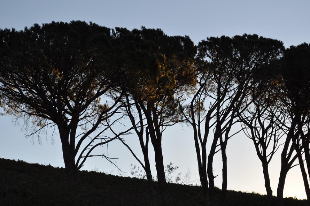 South Africa Trees Avenue South Africa Trees Avenue