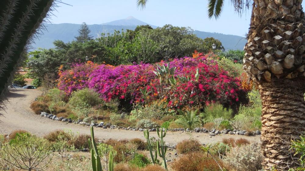 Spain Tenerife Teide Flowers Canary Islands Spain Tenerife Teide Flowers Canary Islands