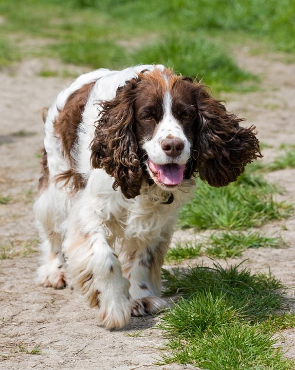Spaniel Dog Springer Springer Spaniel Spaniel Dog Springer Springer Spaniel