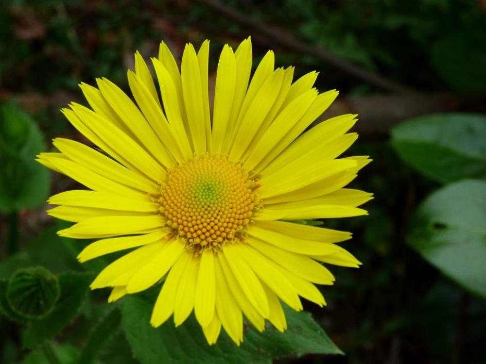 Spanish Yellow Daisy Flower Yellow Spanish Yellow Daisy Flower Yellow