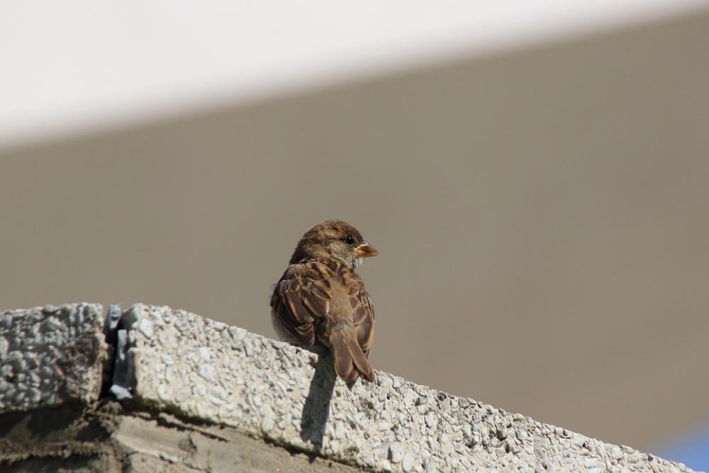 Sparrow Sperling Songbird Bird City Bird Portrait Sparrow Sperling Songbird Bird City Bird Portrait