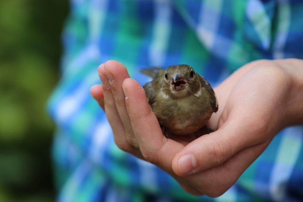 Sparrow Bird Animals Sparrow Bird Animals