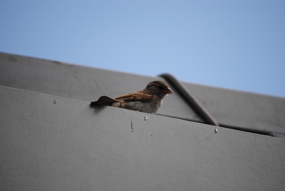 Sparrow Wait Bird Sparrow Wait Bird