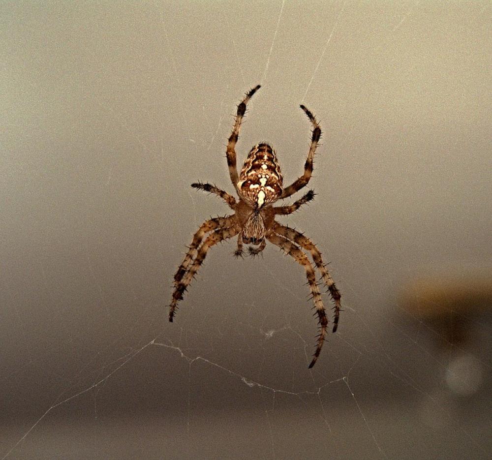 Spider Web Crusader Insect Spider Web Crusader Insect