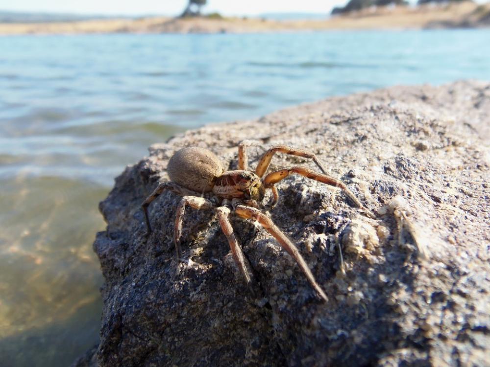 Spider Insects Nature Tarantula Spider Insects Nature Tarantula