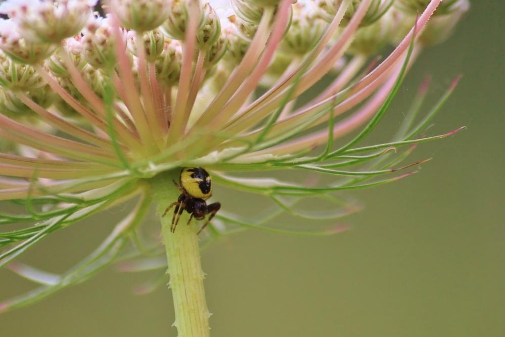 Spider Nature Close Up Isolated Insect Plant Spider Nature Close Up Isolated Insect Plant