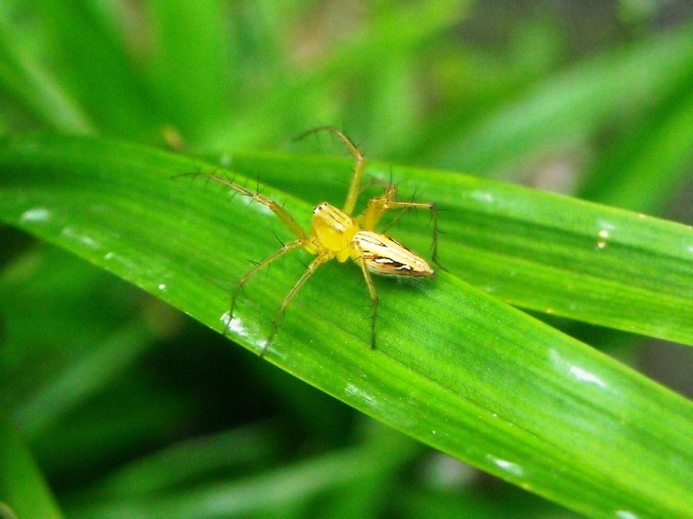 Spider Yellow Leaf Pandan Green Spider Yellow Leaf Pandan Green