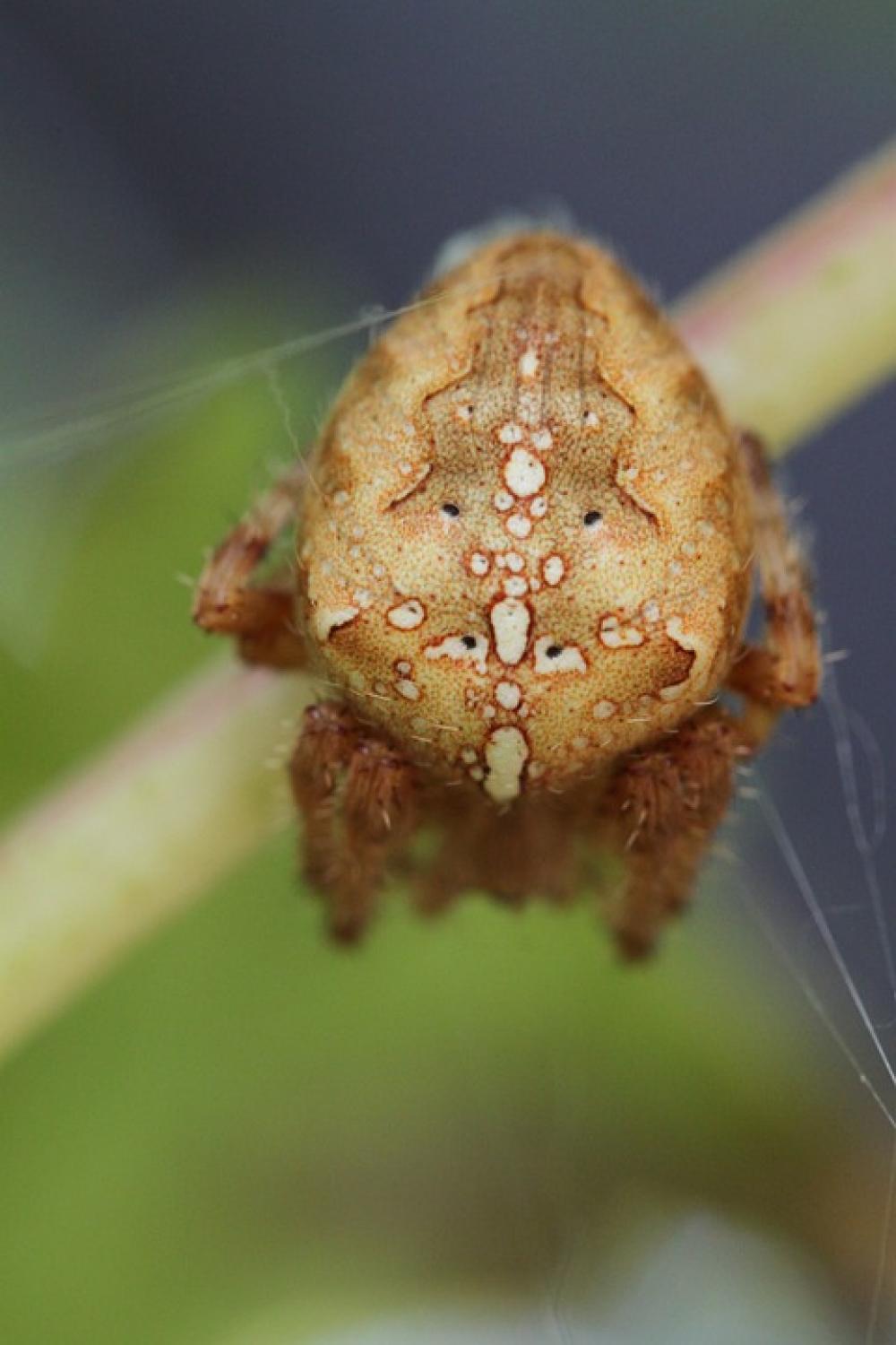 Spider Araneus Spin Insect Arachnids Arthropod Spider Araneus Spin Insect Arachnids Arthropod