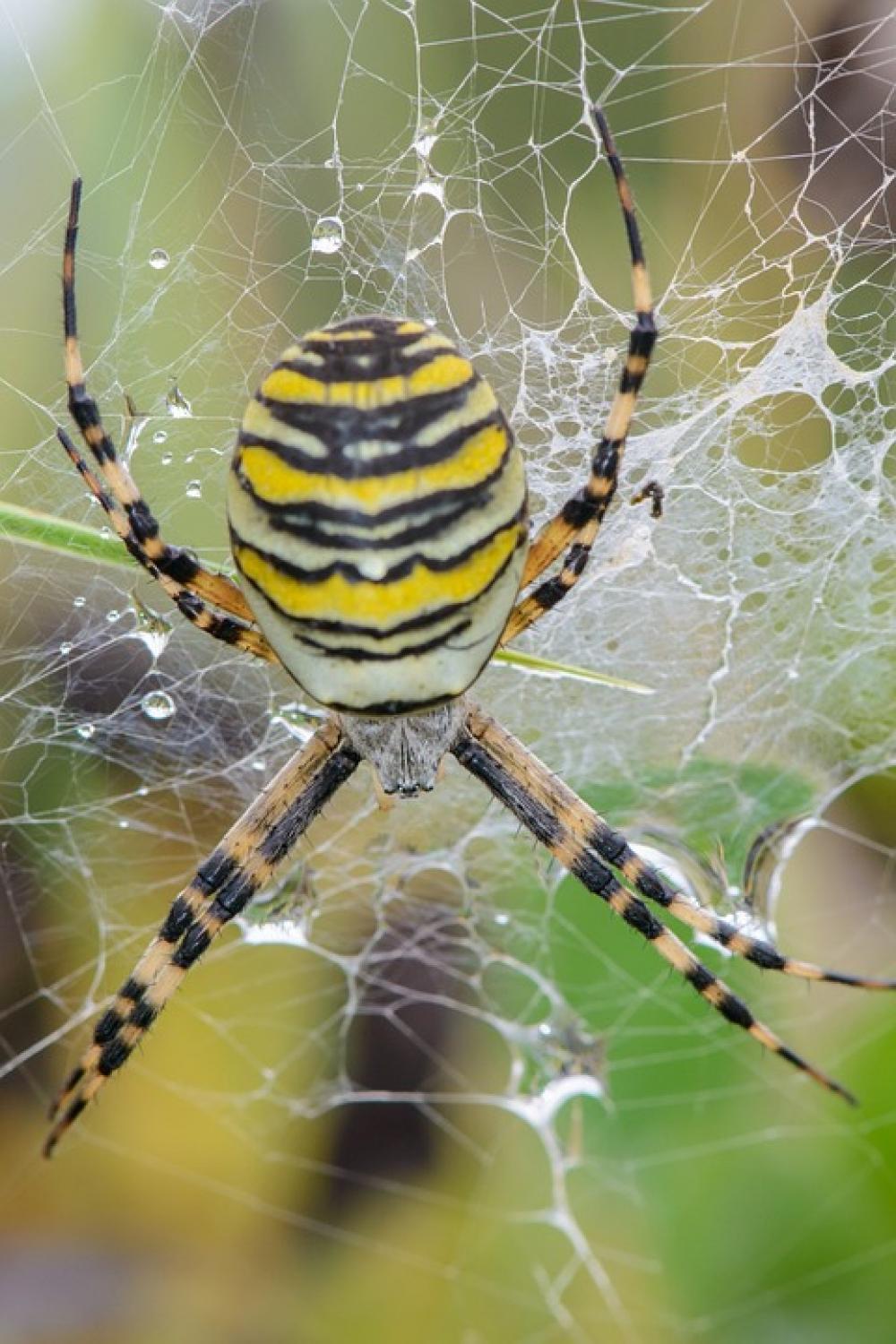 Spider Web Nature Summer Lawn Life Insects Spider Web Nature Summer Lawn Life Insects