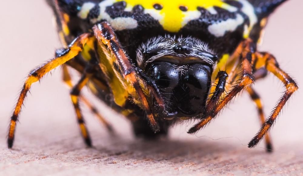 Spider Arachnid Insect Close Up Yellow Exotic Spider Arachnid Insect Close Up Yellow Exotic