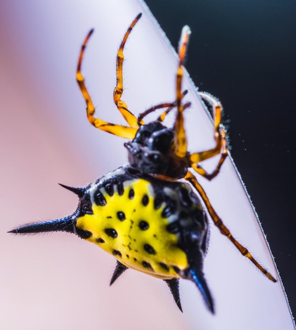 Spider Arachnid Insect Close Up Yellow Exotic Spider Arachnid Insect Close Up Yellow Exotic