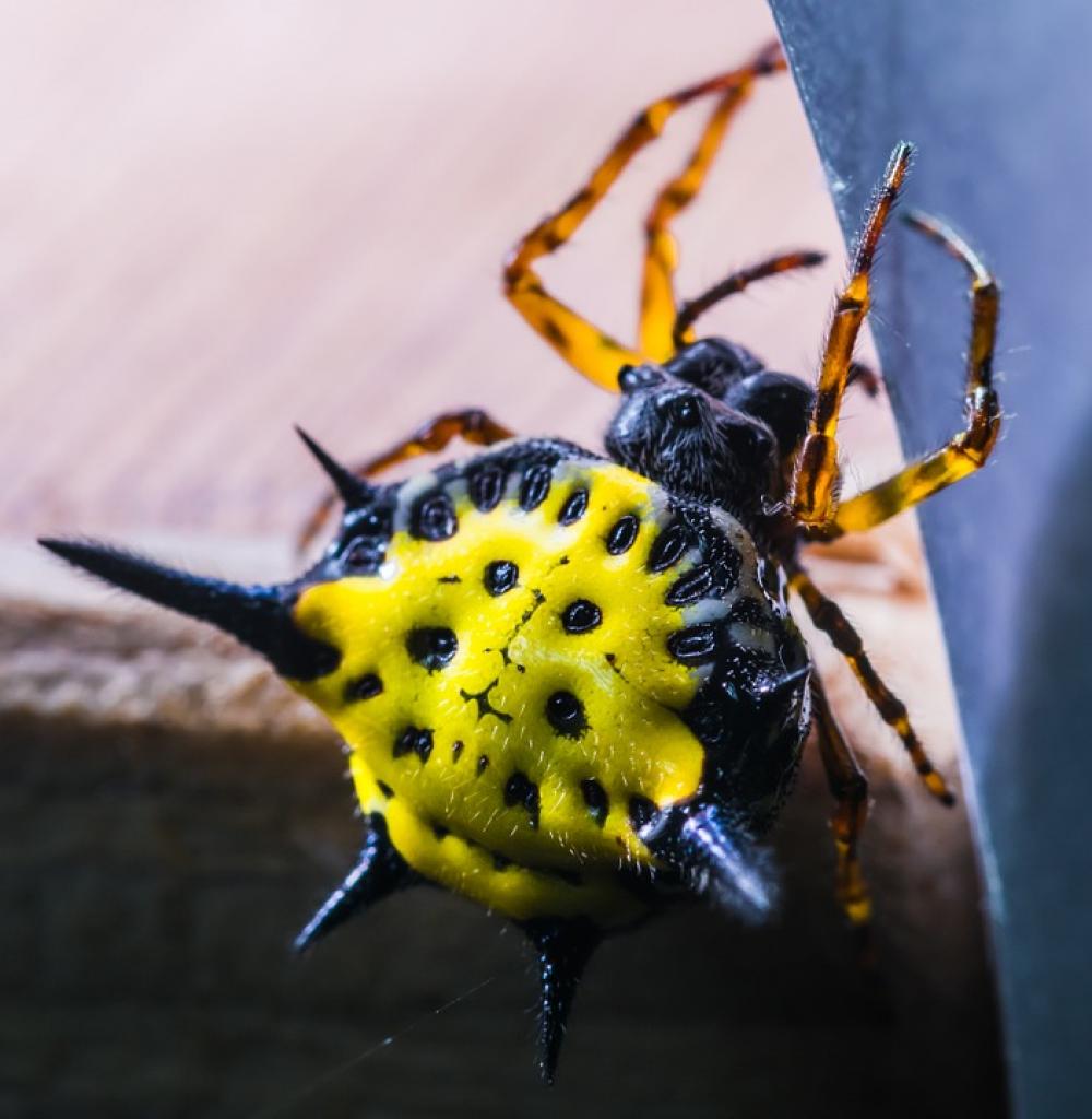 Spider Arachnid Insect Close Up Yellow Exotic Spider Arachnid Insect Close Up Yellow Exotic