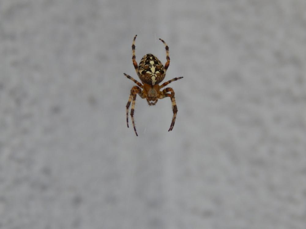 Spider Insect Arachnid Cobweb Spider Insect Arachnid Cobweb