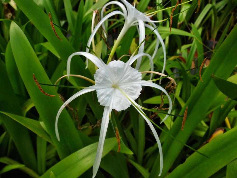 Spider Lily Plant Flower Nature Blossom Garden Spider Lily Plant Flower Nature Blossom Garden