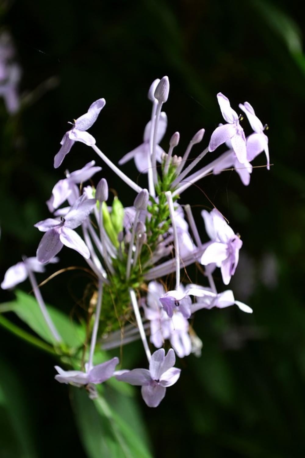 Spider Flower Flower Flowers Garden Flowers Spider Flower Flower Flowers Garden Flowers