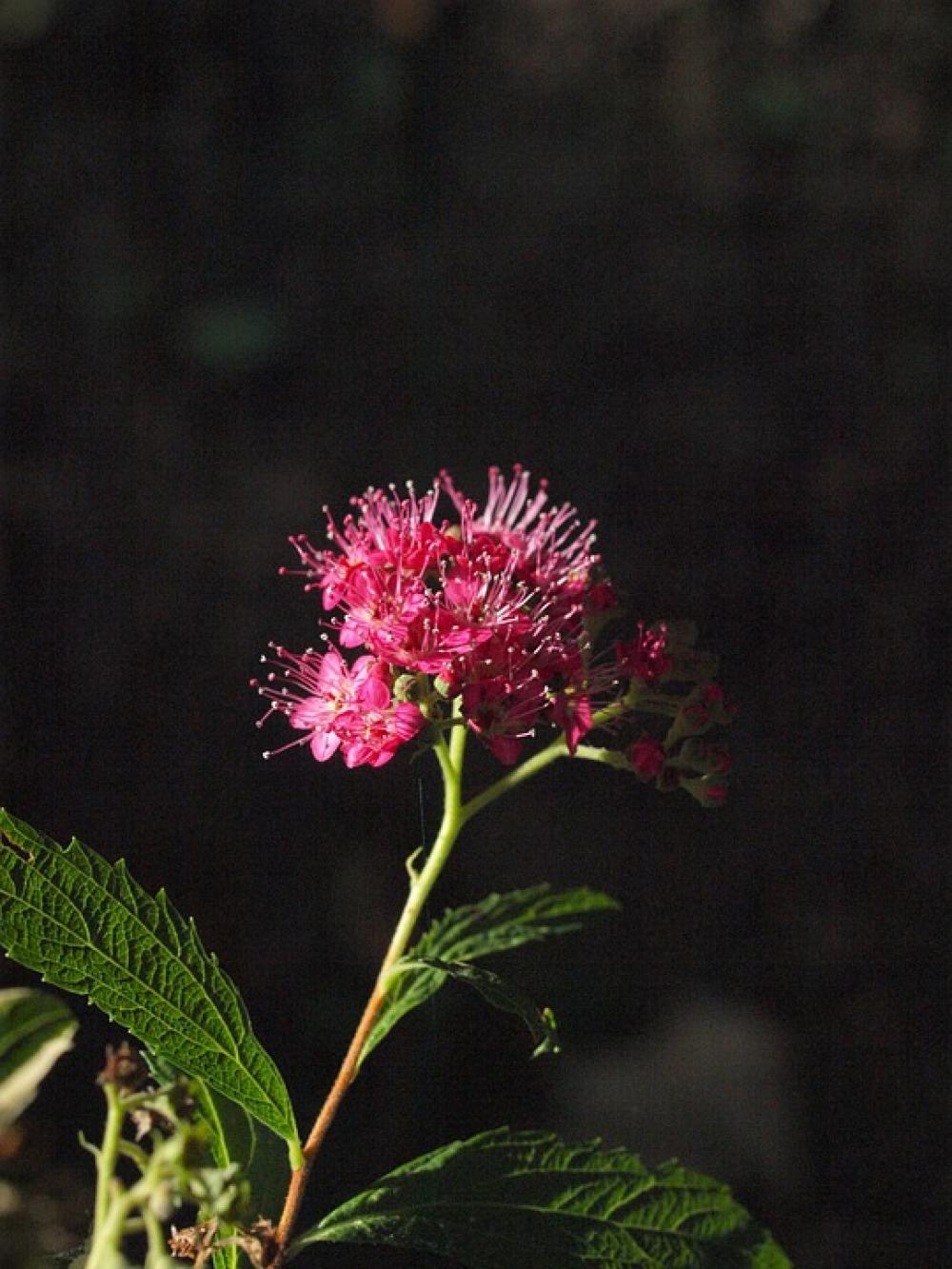 Spiere Bush Blossom Bloom Pink Ornamental Shrub Spiere Bush Blossom Bloom Pink Ornamental Shrub