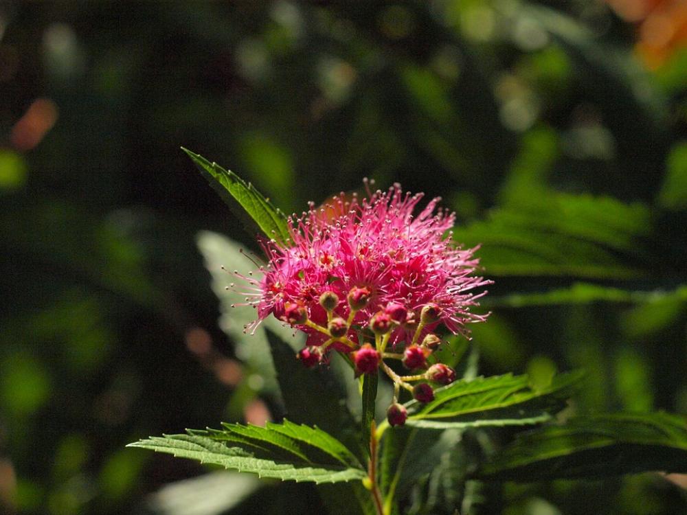 Spiere Bush Blossom Bloom Pink Ornamental Shrub Spiere Bush Blossom Bloom Pink Ornamental Shrub