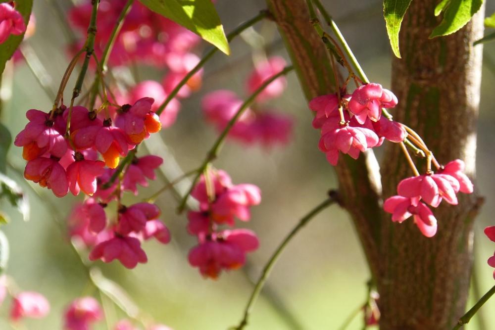 Spindle Fortunei Euonymus Europaeus Ornamental Shrub Spindle Fortunei Euonymus Europaeus Ornamental Shrub